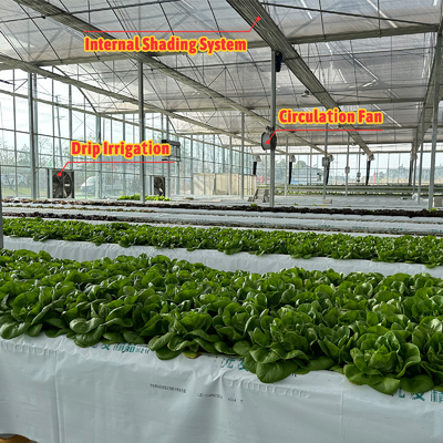 Produção de produtos hortícolas Sementes agrícolas Fragrância Estufas Multi-Túnel