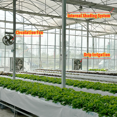 Estufas de folha de plástico de túnel agrícola Estufas de morango para venda com sistema de ventilação