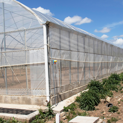 Estufa multi-túnel de 24m x 40m com cobertura de filme PE de 150 mícrons