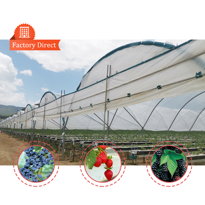 BAOLIDA Estufa multi-espansão 10-70m comprimento para o cultivo de bagas