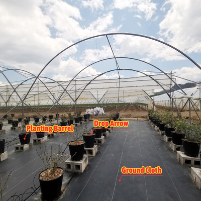 BAOLIDA Estufa multi-espansão 10-70m comprimento para o cultivo de bagas