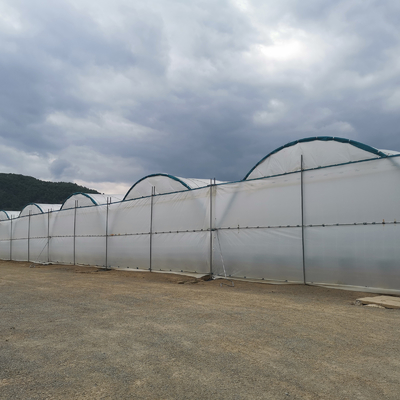 BAOLIDA Estufa multi-espansão 10-70m comprimento para o cultivo de bagas