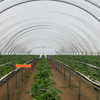 BAOLIDA Estufa multi-espansão 10-70m comprimento para o cultivo de bagas