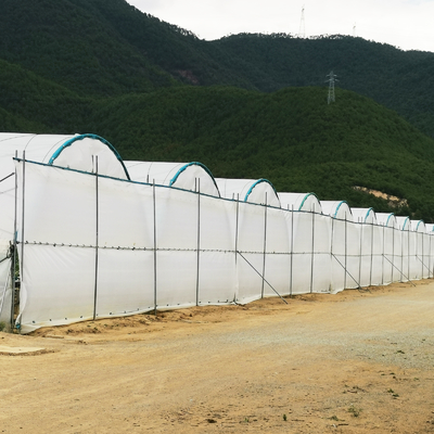 BAOLIDA Estufa multi-espansão 10-70m comprimento para o cultivo de bagas
