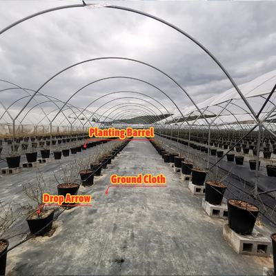 BAOLIDA Estufa multi-espansão 10-70m comprimento para o cultivo de bagas