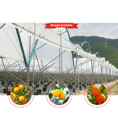 Estufas de película de PE com várias faixas 6m-10m Largura para frutas e legumes