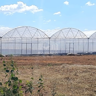 Estufa PE multi-vão grande, comprimento 50-100m, largura 7-10m