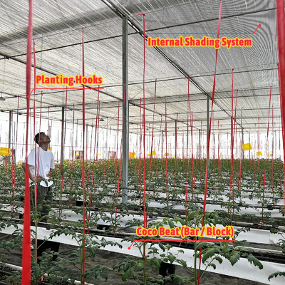 Estufa com estrutura de aço galvanizado, vão de 6m-12m, com filme PE de 150/200 mícrons