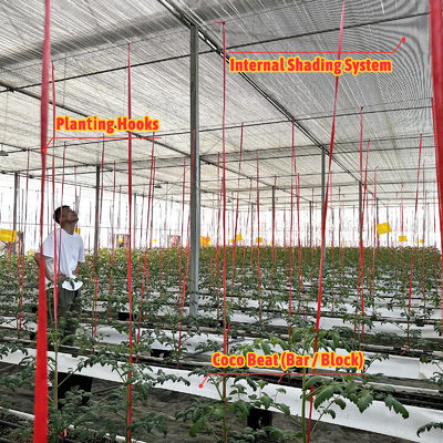 Estufa com estrutura de aço galvanizado, vão de 6m-12m, com filme PE de 150/200 mícrons