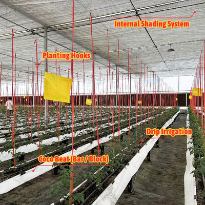 Estufa com estrutura de aço galvanizado, vão de 6m-12m, com filme PE de 150/200 mícrons