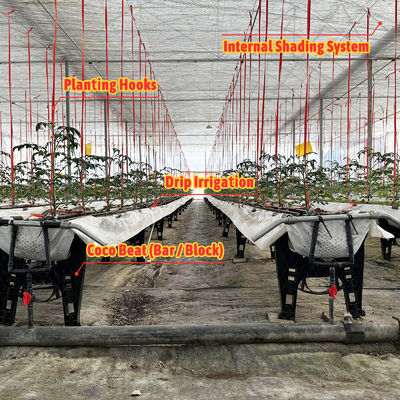 Estufa com estrutura de aço galvanizado, vão de 6m-12m, com filme PE de 150/200 mícrons