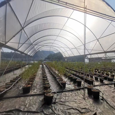 Hot Galvanized Steel Frame Multi-Span Greenhouse with PE Film Covering and Customizable Size for Berry Planting