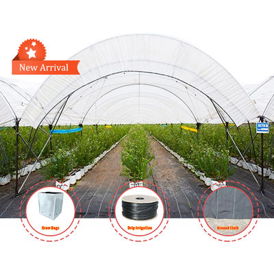 Hot Galvanized Steel Frame Multi-Span Greenhouse with PE Film Covering and Customizable Size for Berry Planting