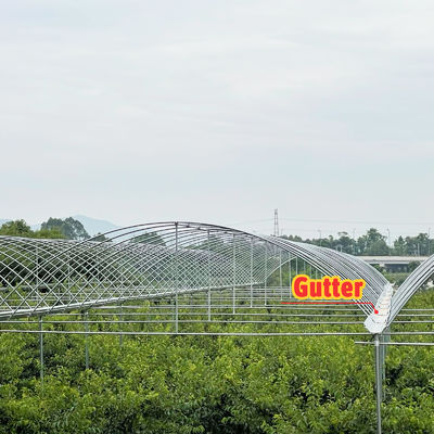 Hot Galvanized Steel Frame Multi-Span Greenhouse with PE Film Covering and Customizable Size for Berry Planting
