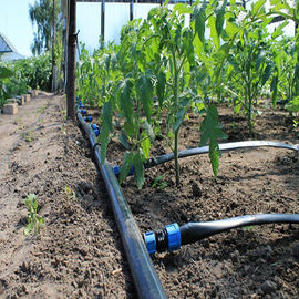 Sistema de irrigação da estufa da exploração agrícola/sistema molhando Polytunnel do pulverizador
