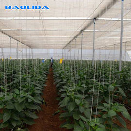 Estufa do período da proteção UV do filme de polietileno do controlo automático multi para o crescimento das plantas