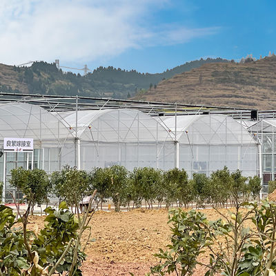 Plantas da agricultura que crescem o sistema de refrigeração da estufa de Multispan com ventilação superior/lados