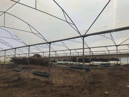 Estufa morna plástica agrícola usada exploração avícola para proteger de chover