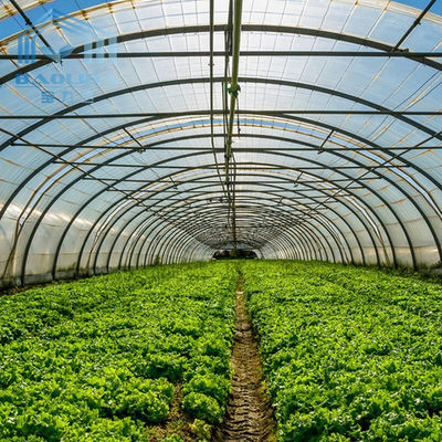 Agricultura Gestão de cogumelos Estufas Plantação de vegetais Frutas Estufas de um único espaço