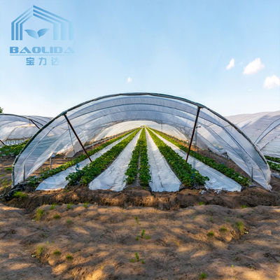 Agricultura Gestão de cogumelos Estufas Plantação de vegetais Frutas Estufas de um único espaço