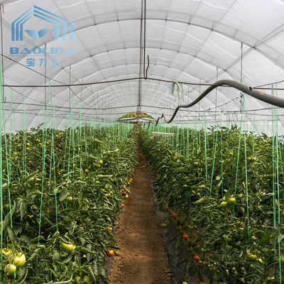 Agricultura Gestão de cogumelos Estufas Plantação de vegetais Frutas Estufas de um único espaço