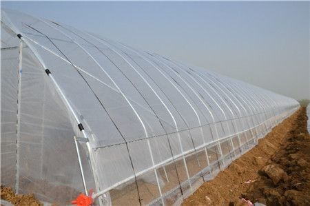 Estufa agrícola do filme de polietileno do túnel alto para o tomate