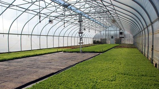 Agricultura Gestão de cogumelos Estufas Plantação de vegetais Frutas Estufas de um único espaço