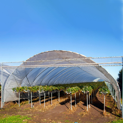 As morangos crescidas do filme plástico do rendimento estufa agrícola alta chovem o abrigo