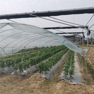 As morangos crescidas do filme plástico do rendimento estufa agrícola alta chovem o abrigo