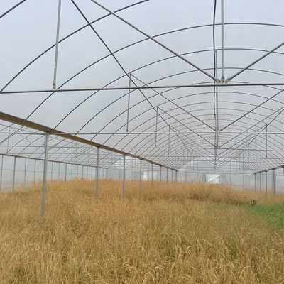 Estufa do abrigo da chuva do período da estufa do filme plástico multi para Plum Growing