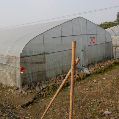Túnel derramado plástico da agricultura da estufa do único período tropical transparente