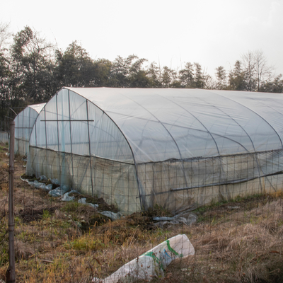 Túnel derramado plástico da agricultura da estufa do único período tropical transparente