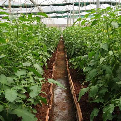 Único período da estufa plástica agrícola lateral do túnel do tomate do sistema de ventilação