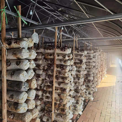 Tampa plástica de plantação médica da estufa da armação de aço para o cogumelo