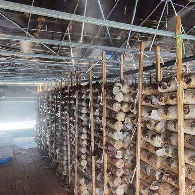 Preto Mesh Mushroom Cultivation In Greenhouses da estufa do período da dupla camada único