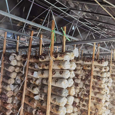 Preto Mesh Mushroom Cultivation In Greenhouses da estufa do período da dupla camada único