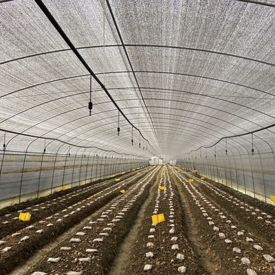 Preto Mesh Mushroom Cultivation In Greenhouses da estufa do período da dupla camada único