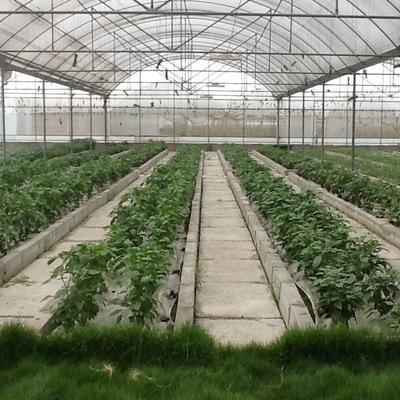 Enrole as plantas resistentes da agricultura que crescem estufa do período do filme poli hidropônico do sistema a multi